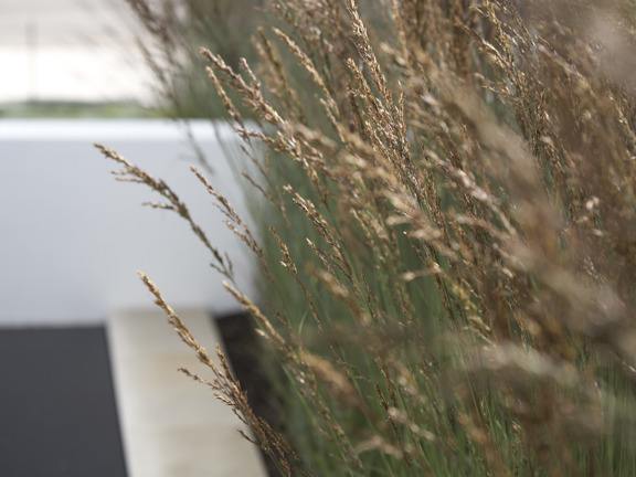 Close up shot of wheat