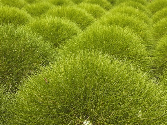Grass bed in our Japanese Garden Inspiration