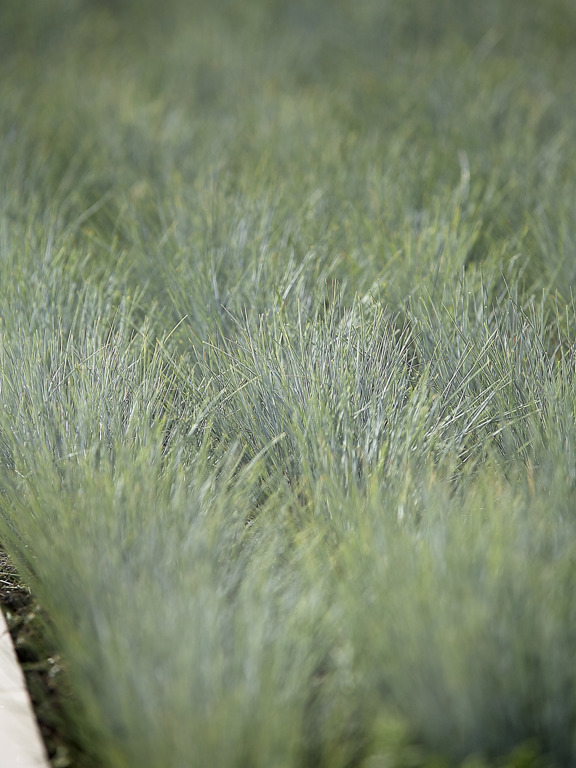 Close up shot of grass
