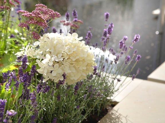 Close up shot of a clients flower garden