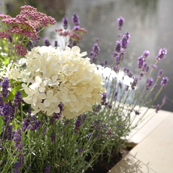Close up shot of a clients flower garden